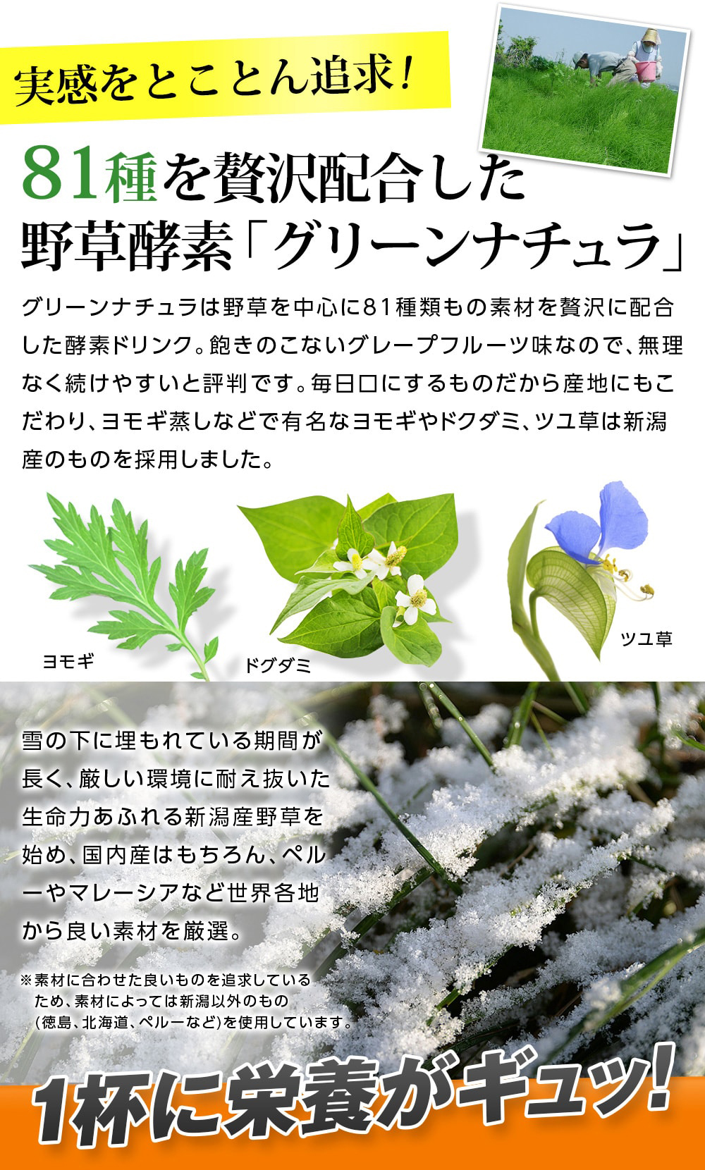 実感をとことん追求!81種を贅沢配合した野草酵素「グリーンナチュラ」グリーンナチュラは野草を中心に81種類もの素材を贅沢に配合した酵素ドリンク。飽きのこないグレープフルーツ味なので、無理なく続けやすいと評判です。毎日口にするものだから産地にもこだわり、ヨモギ蒸しなどで有名なヨモギやドクダミ、ツユ草は新潟産のものを採用しました。雪の下に埋もれている期間が長く、厳しい環境にたえぬいた生命力あふれる新潟産野草を始め、国内産はもちろん、ペルーやマレーシアなど世界各地から良い素材を厳選。※素材に合わせた良いものを追求しているため、素材によっては新潟以外のもの(徳島、北海道、ペルーなど)を使用しています。